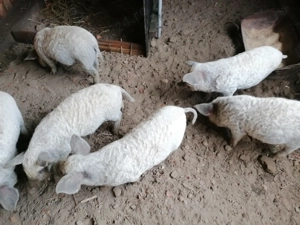 Vând Purcei Mangaliță 