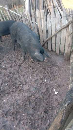 vând porci  - imagine 3