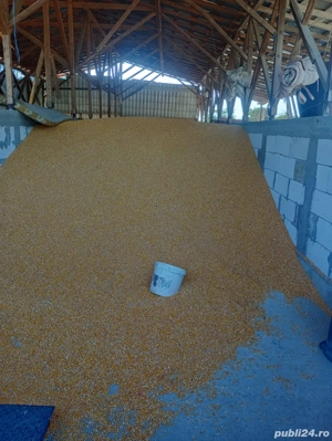 vand cereale porumb, grâu, floare, mazăre, orzoaica