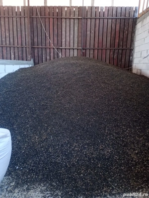 vand cereale porumb, grâu, floare, mazăre, orzoaica - imagine 3