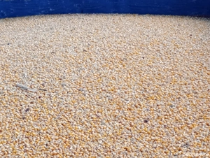 vand cereale porumb, grâu, floare, mazăre, orzoaica - imagine 2