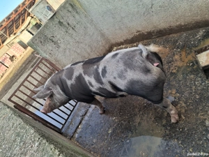 Porci de vânzare - imagine 4