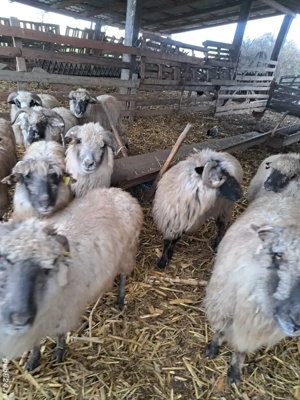 vand 10  oi reforme  - imagine 3