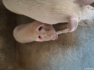 Porci de vânzare - imagine 3