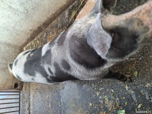 Porci de vânzare - imagine 2