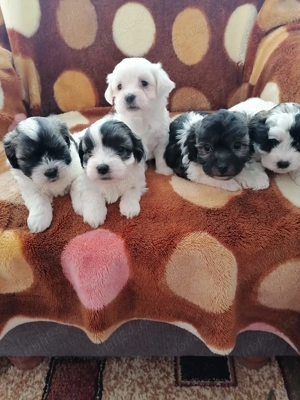 catei Bichon Havanez - imagine 2