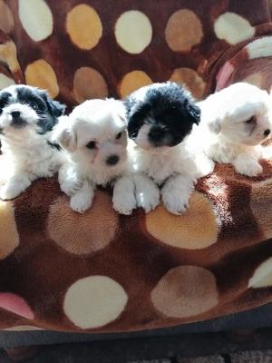 catei Bichon Havanez