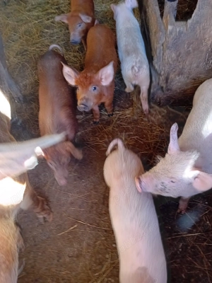 Vând porci la 9 săptămâni 