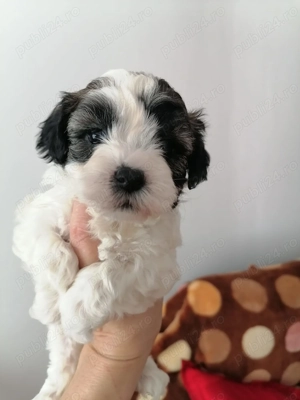 catei Bichon Havanez - imagine 4