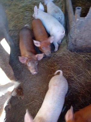 Vând porci la 9 săptămâni  - imagine 3