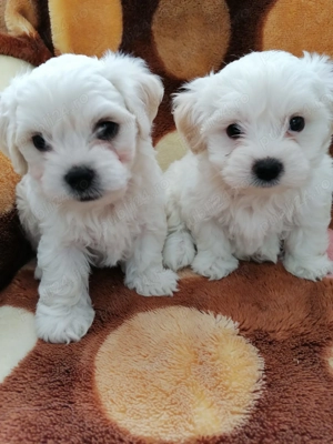 catei Bichon Havanez - imagine 3