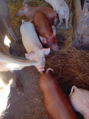 Vând porci la 9 săptămâni  - imagine 2