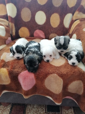 catei Bichon Havanez - imagine 5