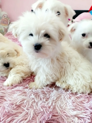 Căței bison - imagine 2