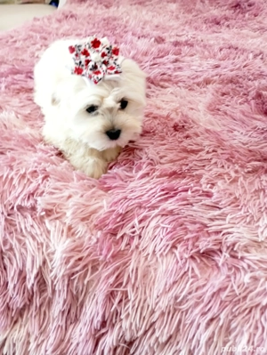 Căței bison - imagine 4