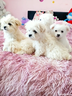 Căței bison - imagine 5