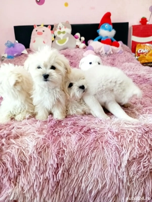 Căței bison - imagine 3