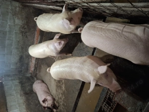 Se vând 3 porci între 80-100kg 16lei kg  