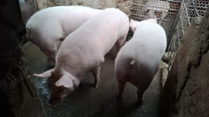 Vând porci la 15 lei kg 