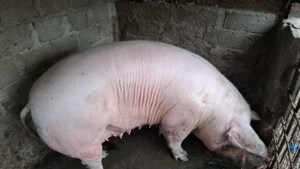 Vând porci la 15 lei kg  - imagine 2