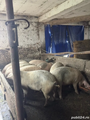 vând porci de 90-150 kg  - imagine 4