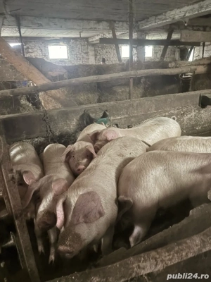 vând porci de 90-150 kg  - imagine 3