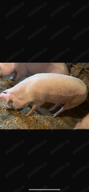 Vând porc    - imagine 2