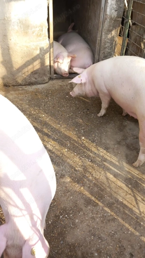 Porci de vânzare pentru Crăciun   crescuți natural, disponibili la rezervare! - imagine 3