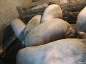 Disponibili porci - imagine 2