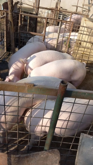 Porci de vânzare   Sat Solacolu, jud. Călărași (40 min de București)
