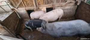 Porci pentru Crăciun 