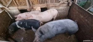 Porci pentru Crăciun  - imagine 3