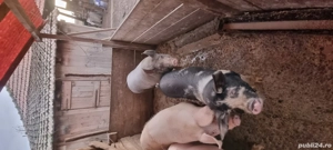 Porci pentru Crăciun  - imagine 4