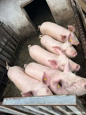 Vand porci si purcei 