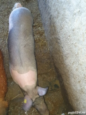 Vand porci si purcei  - imagine 5