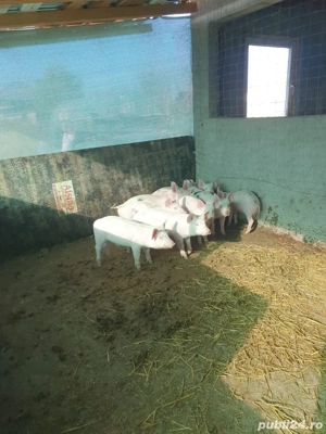 Vand porci si purcei  - imagine 3