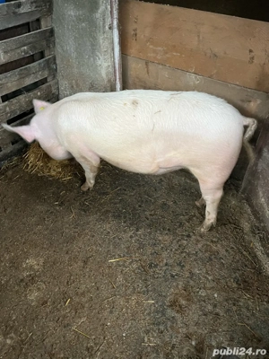 Vand porci si purcei  - imagine 2