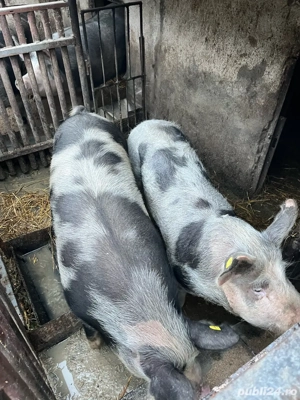 Vand porci si purcei  - imagine 4