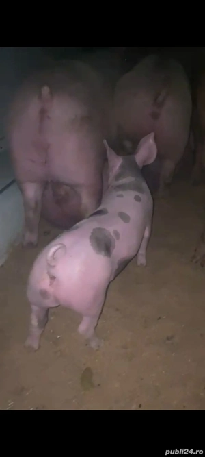 vand purcel petran  - imagine 2