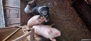 Porci pentru Crăciun  - imagine 2