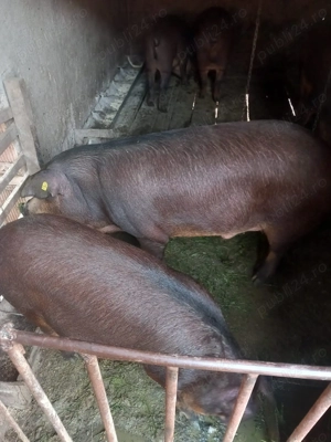 Vând Porc mangalita 