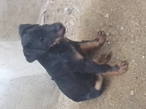 Cățel jagdterrier femelă 