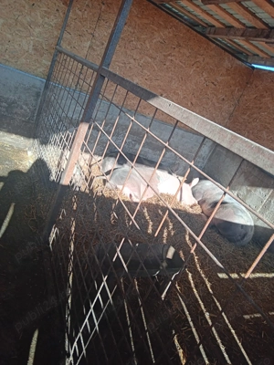 vand Porci 100 110 KG si 220 -250 KG - imagine 2
