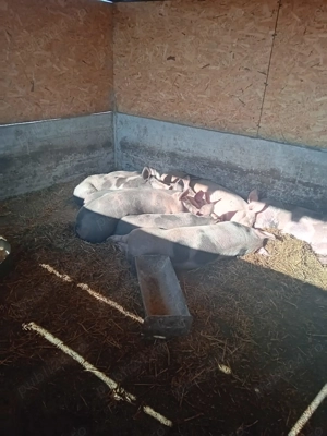 vand Porci 100 110 KG si 220 -250 KG - imagine 3