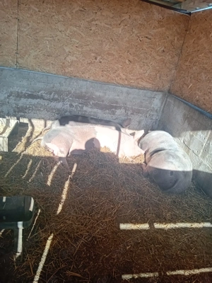 vand Porci 100 110 KG si 220 -250 KG