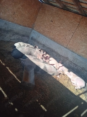 vand Porci 100 110 KG si 220 -250 KG - imagine 4