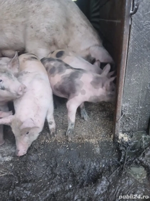 Porci de vânzare - imagine 4