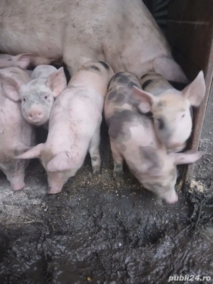 Porci de vânzare - imagine 3