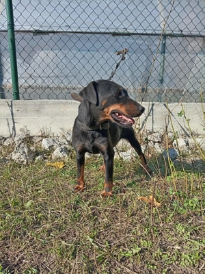 Jachterrier femela scoasă in teren  - imagine 4