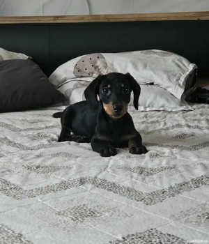 Teckel cu par scurt  - imagine 2